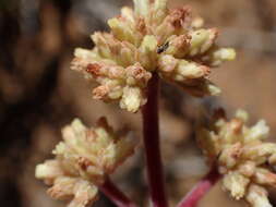 Image of Crassula pubescens Thunb.