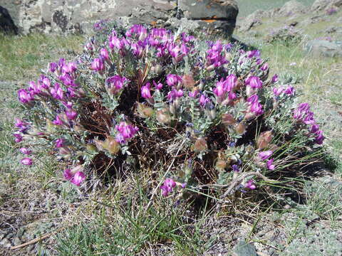 Image of Oxytropis tragacanthoides DC.