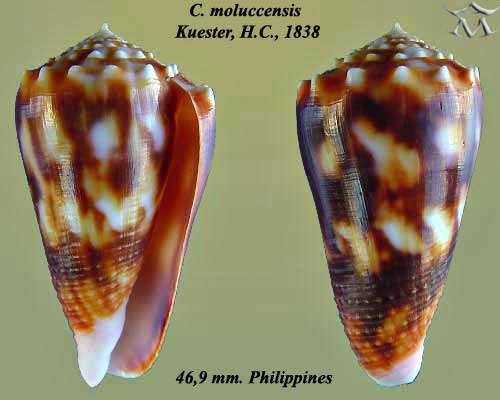 Image of Conus moluccensis Küster 1838