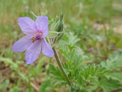 Erodium ciconium (L.) L'Her. resmi