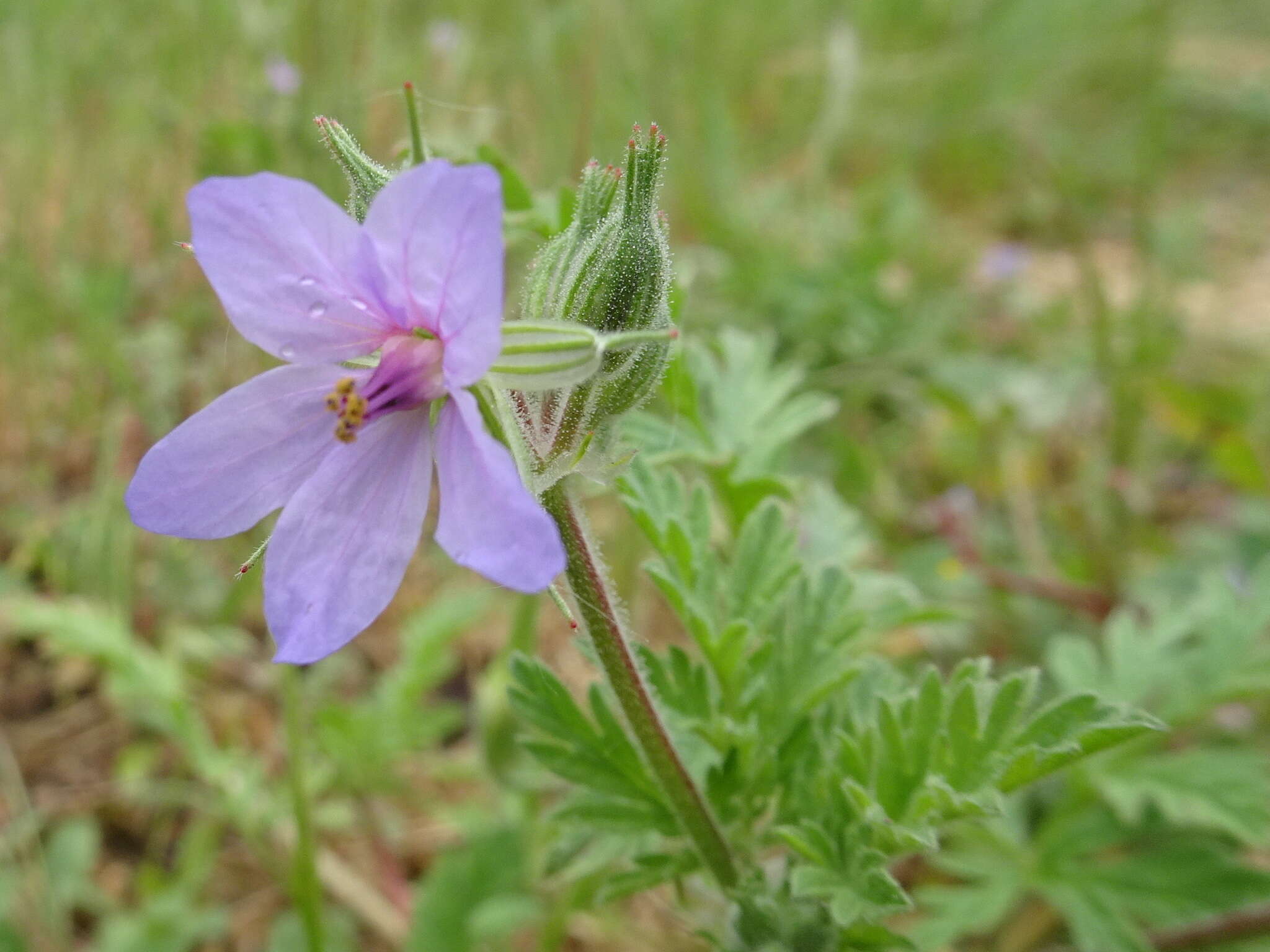 Erodium ciconium (L.) L'Her. resmi