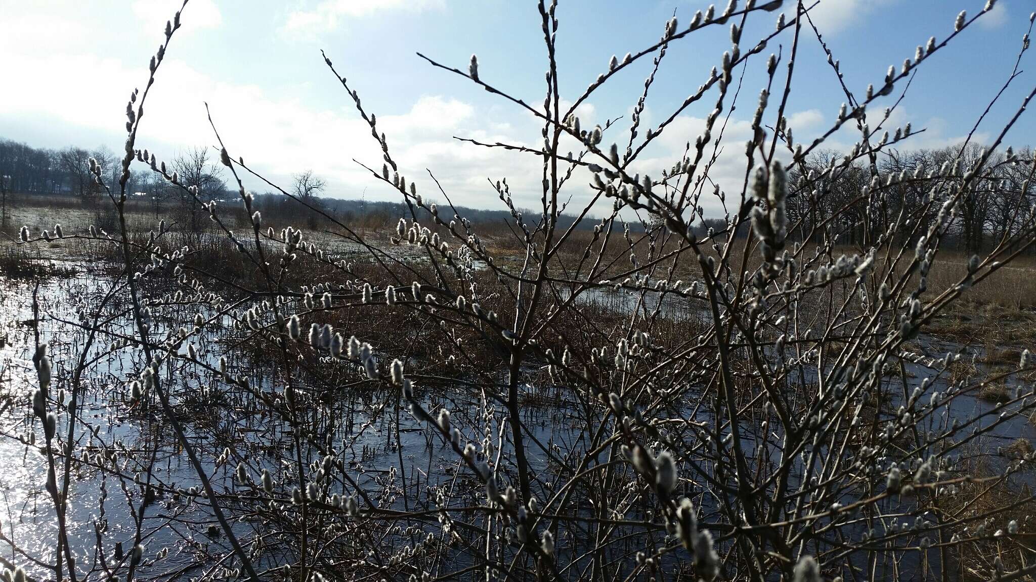 Plancia ëd Salix discolor Muhl.