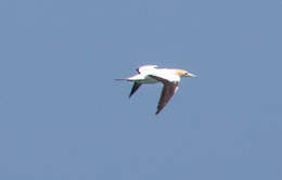 Image of Australasian Gannet