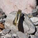 Image of Northern White Skipper