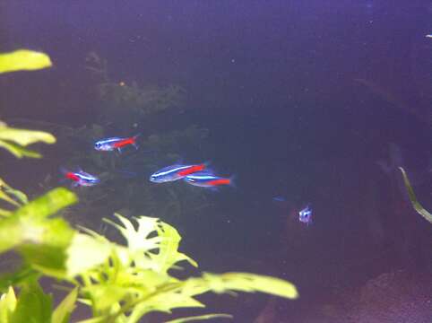 Image of Neon tetra