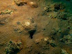 Image of Lesser Knob Coral