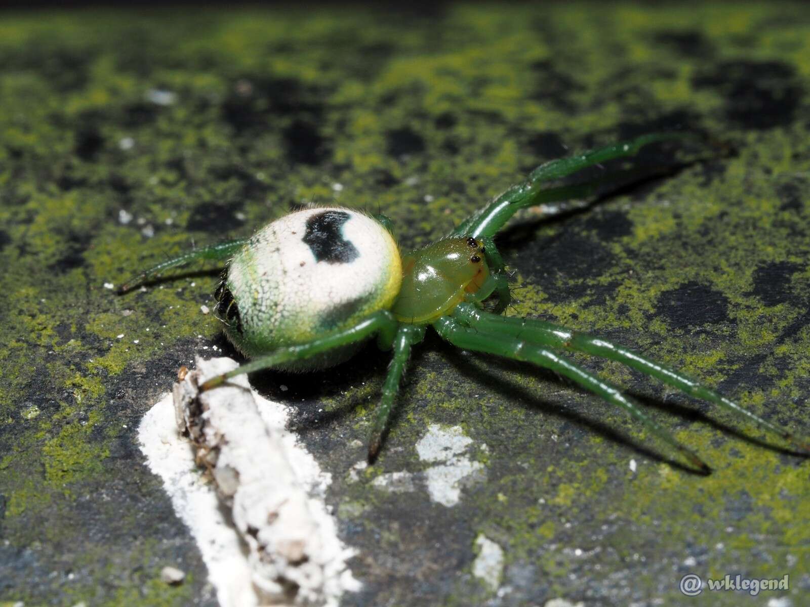 Image of Bijoaraneus mitificus