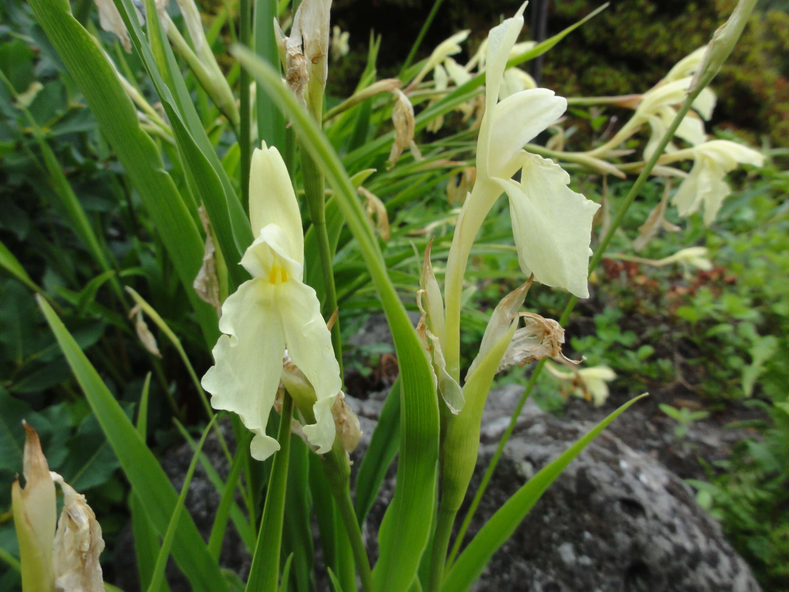 Image of Roscoea cautleoides