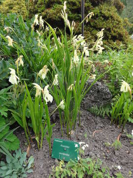 Image of Roscoea cautleoides