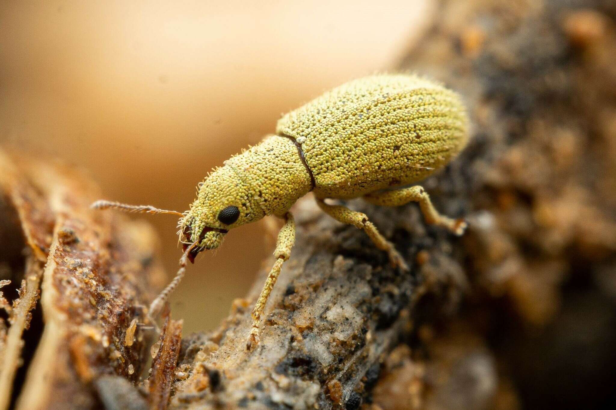 Image of Polydrusus (Polydrusus) hassayampus Sleeper 1957