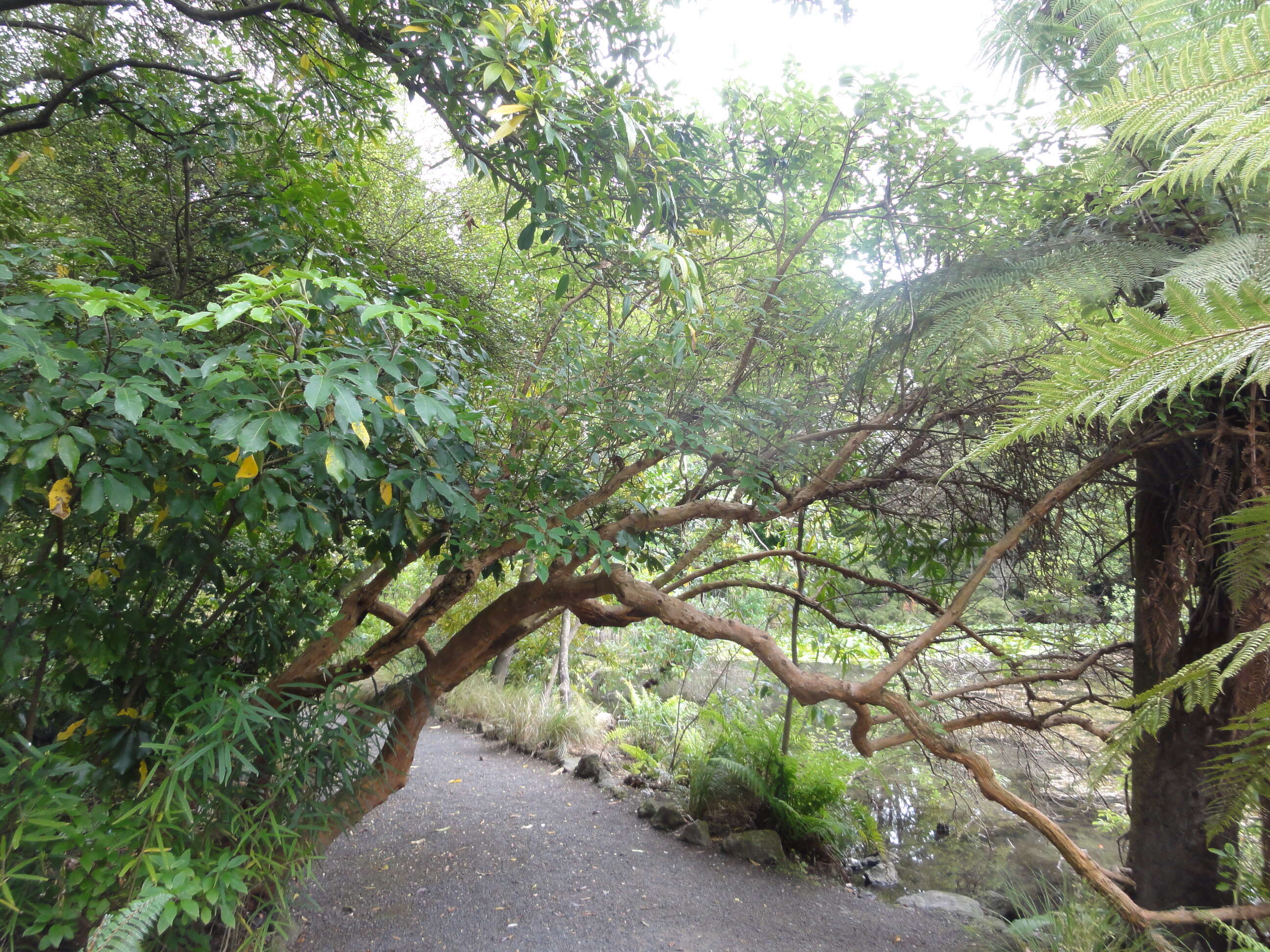 Imagem de Fuchsia excorticata (J. R. & G. Forst.) L. fil.