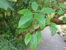 Imagem de Fuchsia excorticata (J. R. & G. Forst.) L. fil.