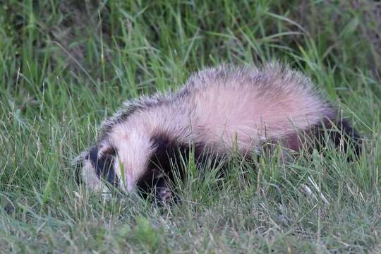 Image of badger