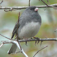 Image of juncos