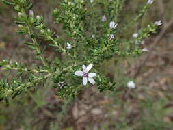 Image of Olearia minor (Benth.) N. S. Lander