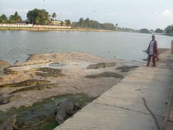 Image of Nile crocodile