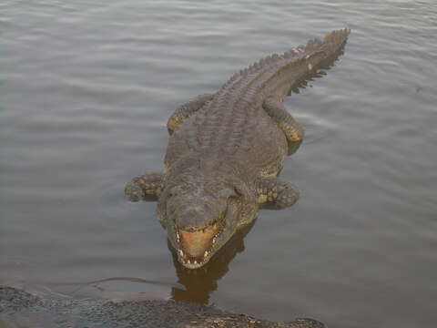 Image of Nile crocodile