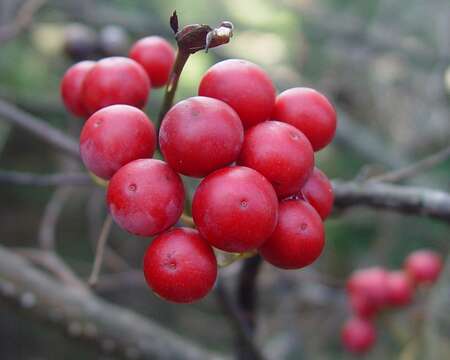 Image of China root