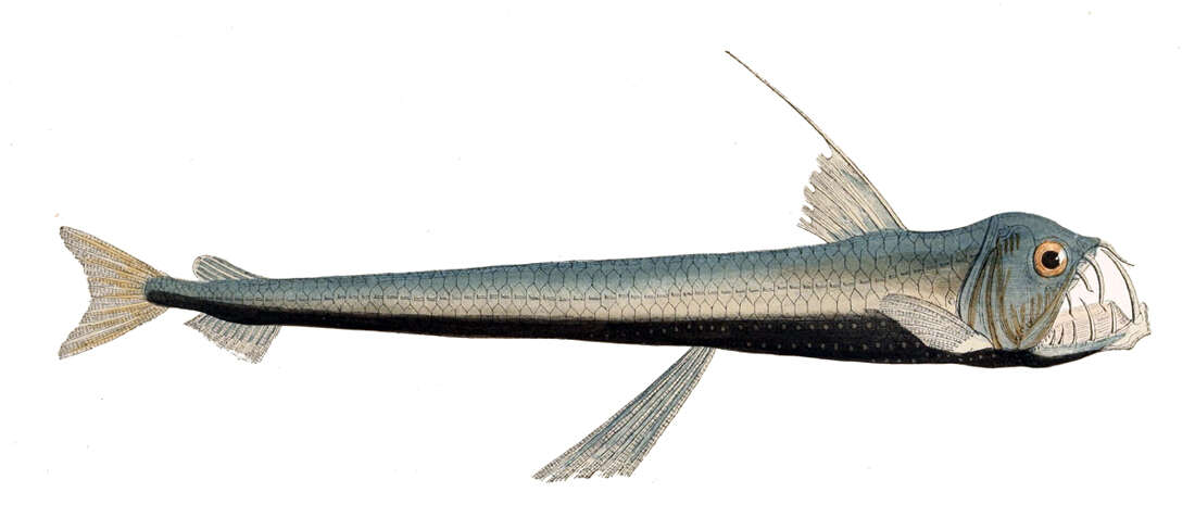 Image of Dannevig's Dragonfish