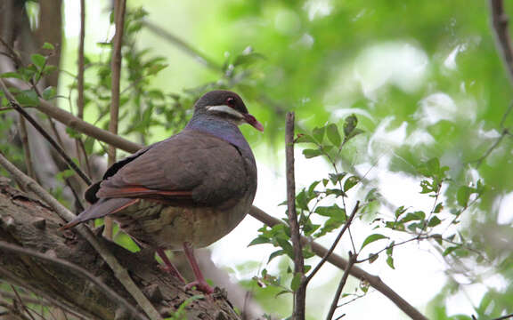 Image of Bridled Quail-Dove