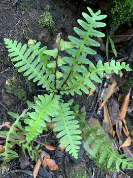 Image of Asplenium phillipsianum (Kümmerle) Bir