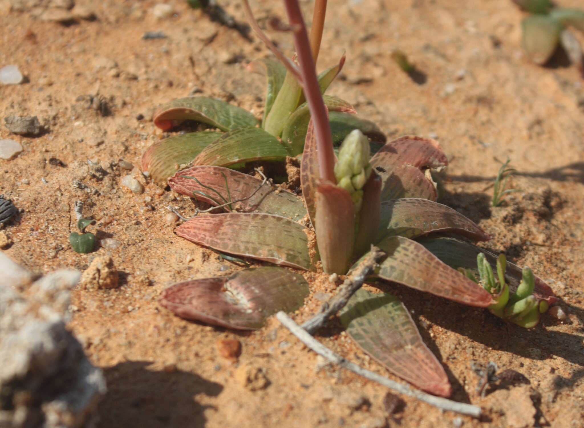 Imagem de Bulbine fallax Poelln.