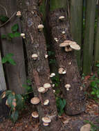 Image de Lentinula edodes (Berk.) Pegler 1976