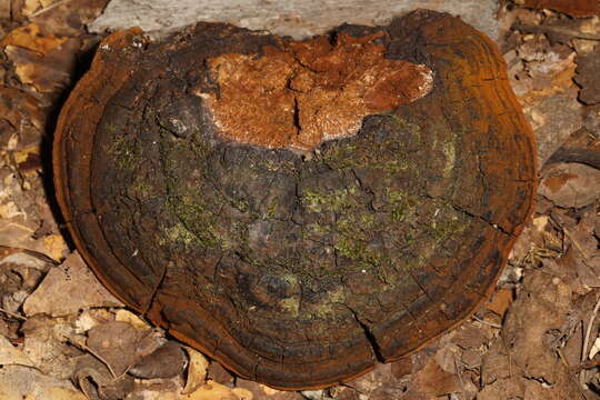 Phellinus everhartii (Ellis & Galloway) A. Ames 1913 resmi