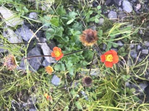 Image of Geum quellyon Sweet