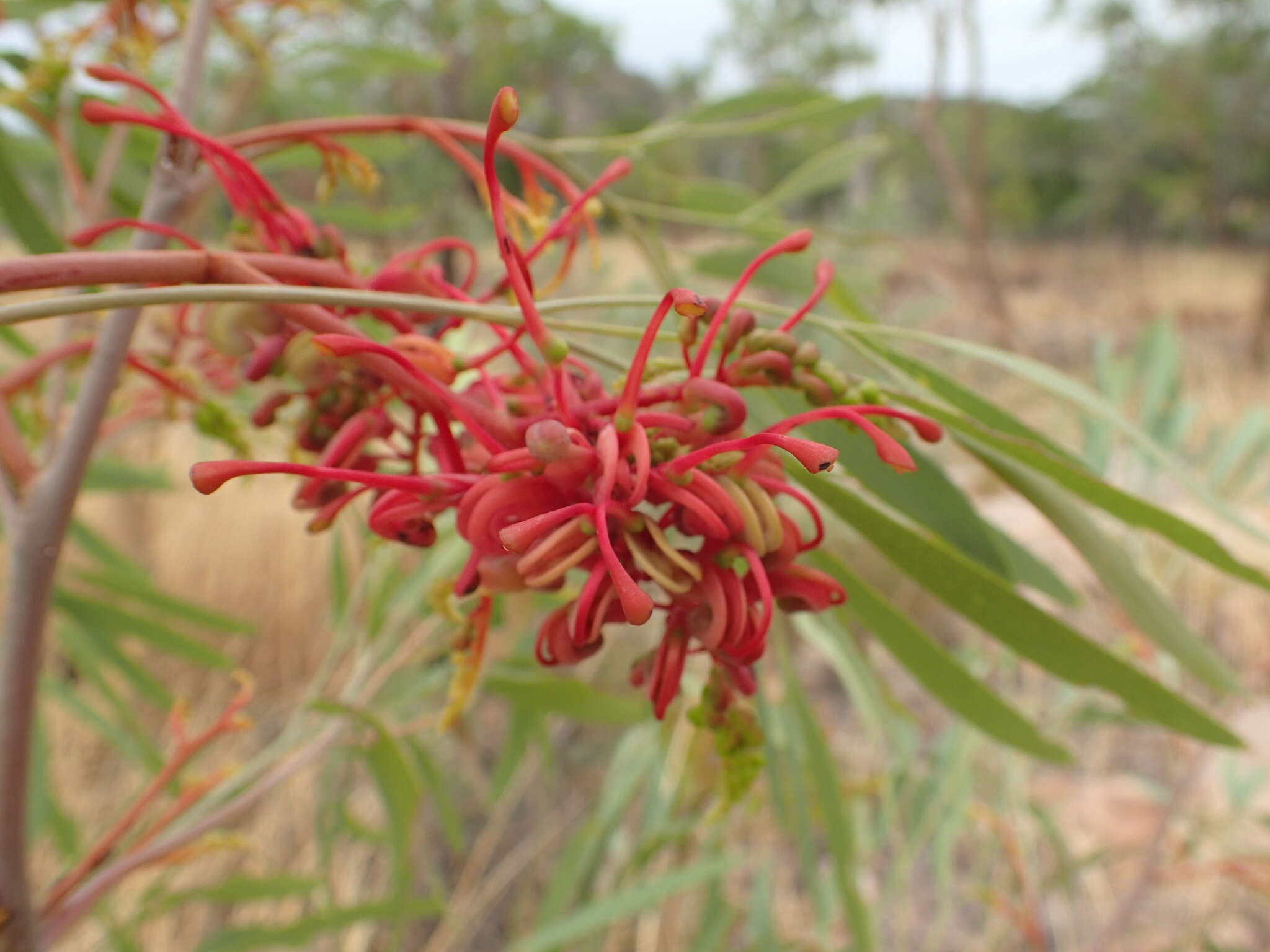 Image of Grevillea heliosperma R. Br.