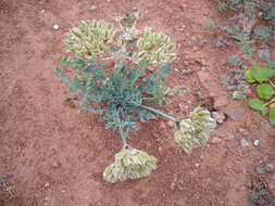 Image of bulbous springparsley