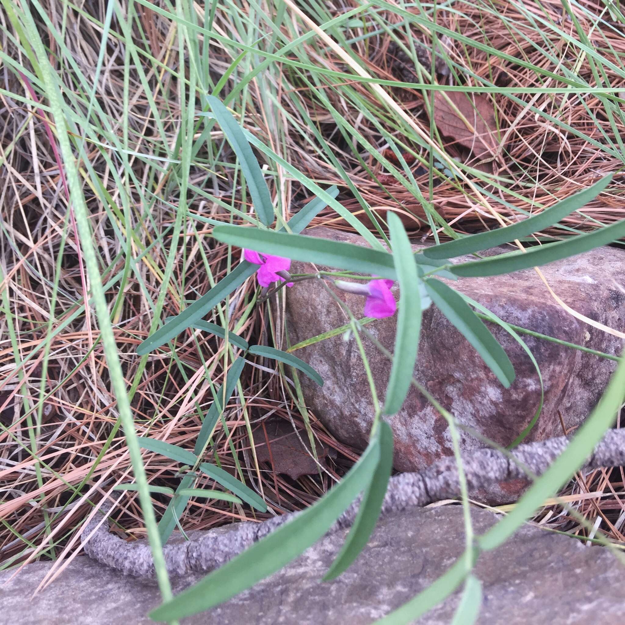 Image of longleaf cologania