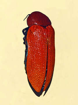 Image de Julodimorpha