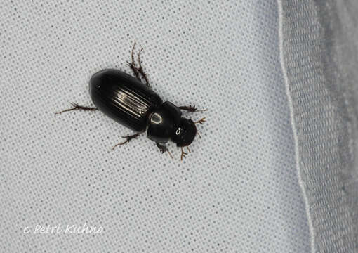 Image of Night-flying Dung Beetle