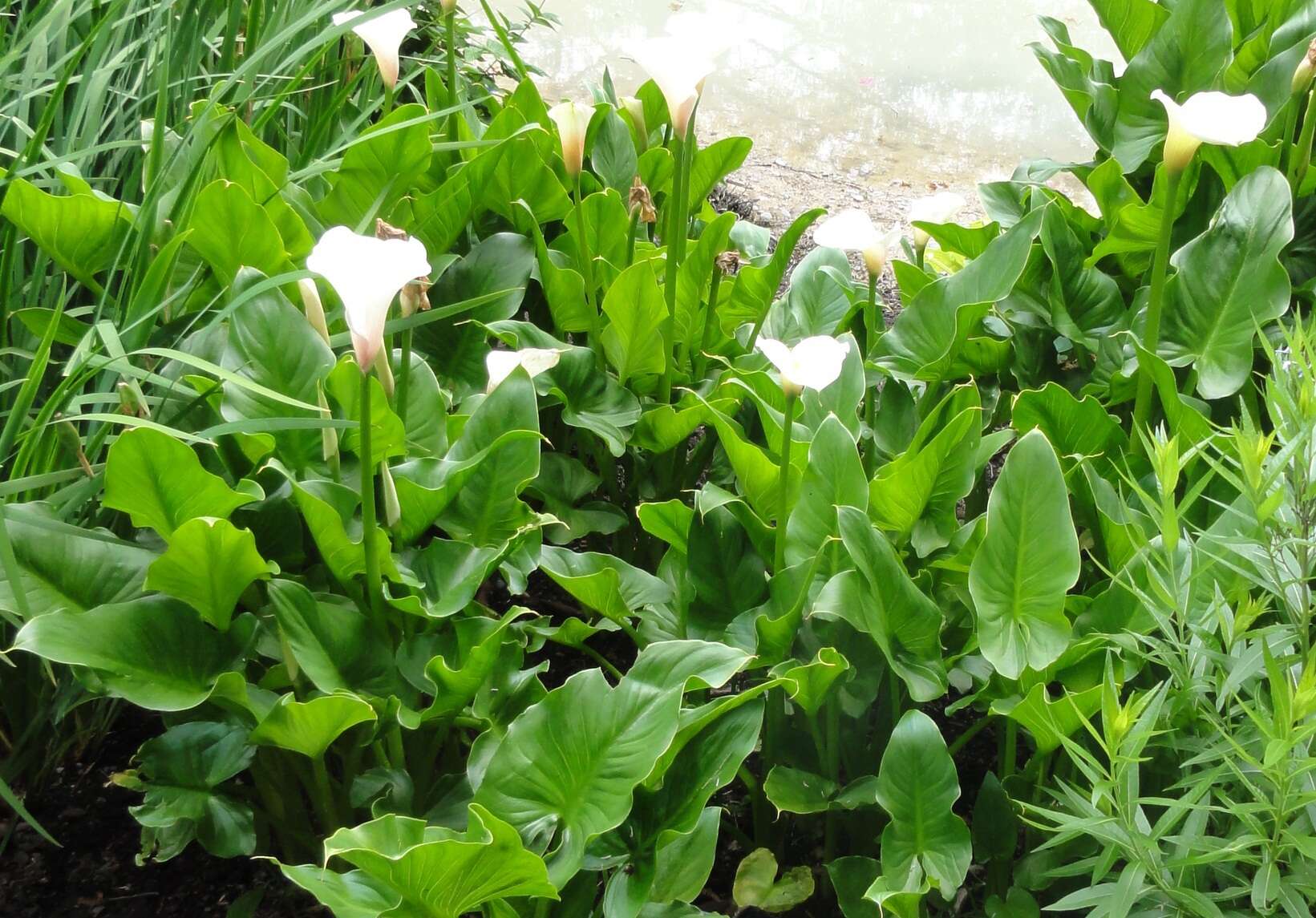 Image of Arum lily