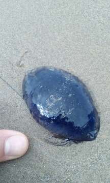 Image of Blue Jellyfish