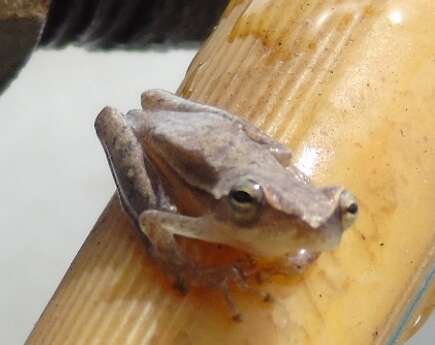 Image of Dwarf Mexican Treefrog