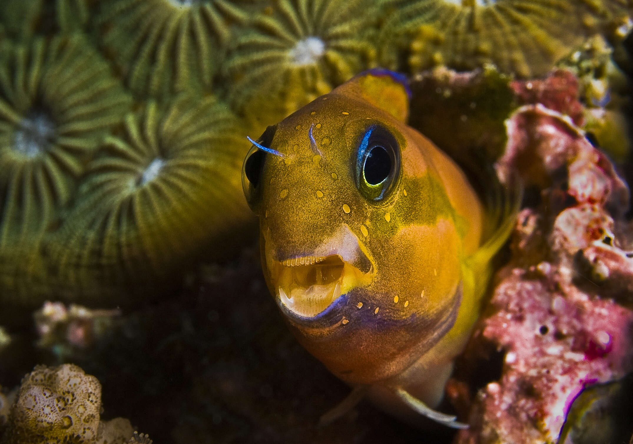 Image of Midas coralblenny