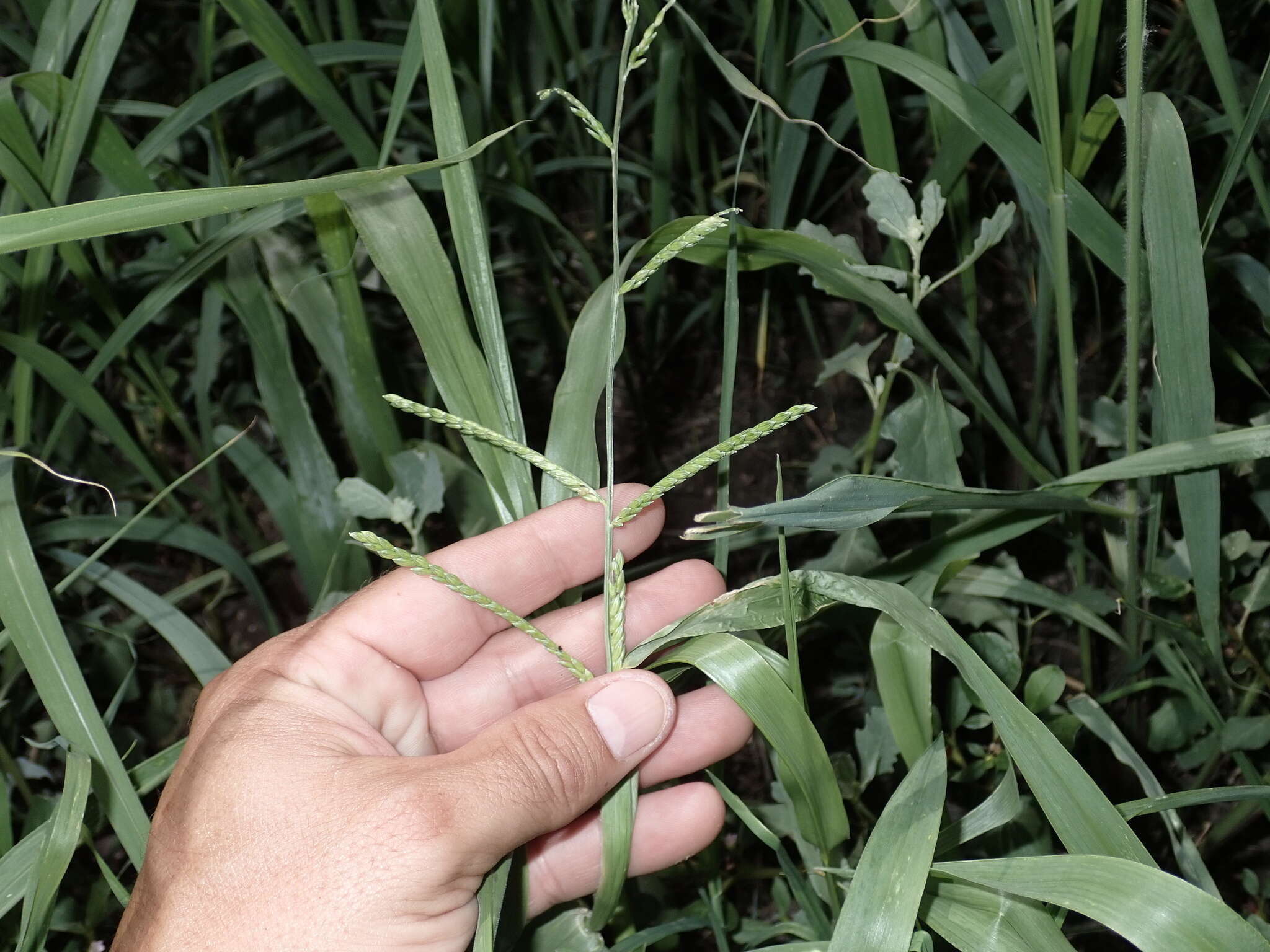 Plancia ëd Brachiaria plantaginea (Link) Hitchc.