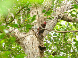 Image of Noguchi's Woodpecker