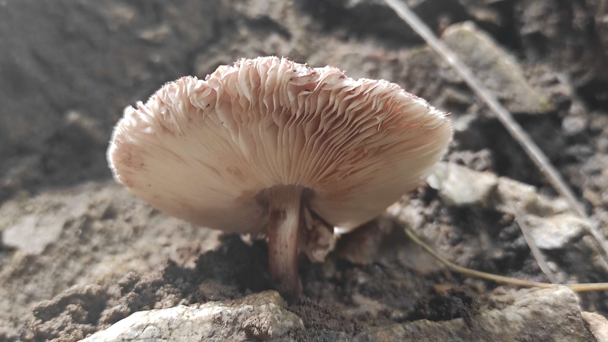 Image of Leucoagaricus lilaceus Singer 1952