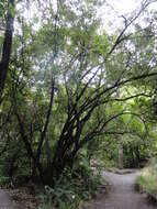 Image of Griselinia littoralis (Raoul) Raoul