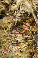 Image of cranberry fritillary