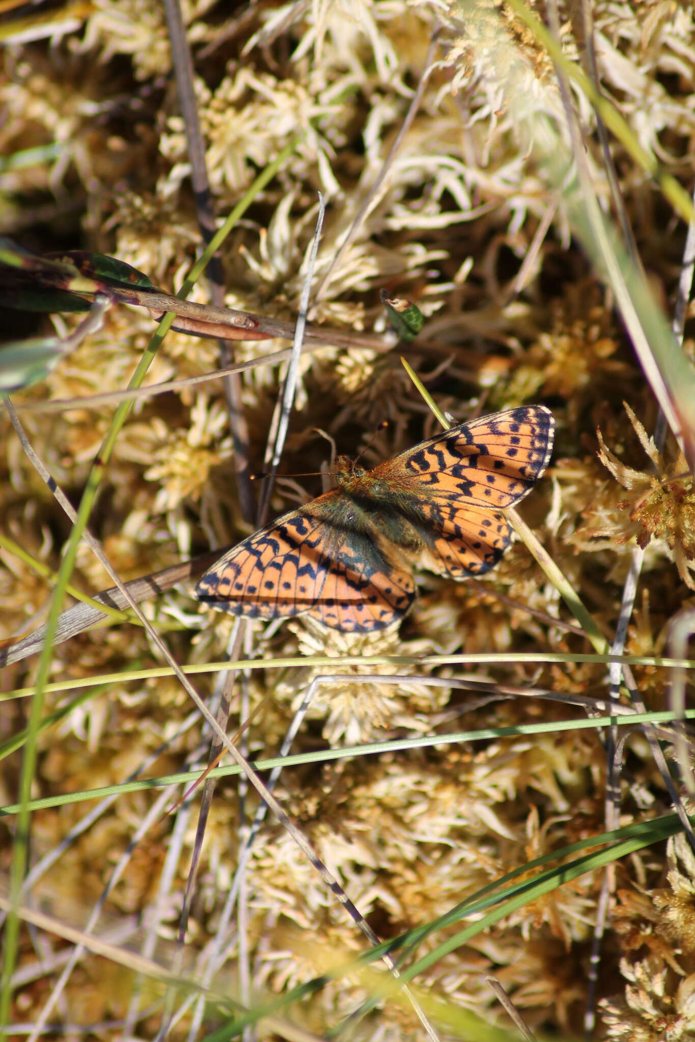 Image de nacré de la canneberge