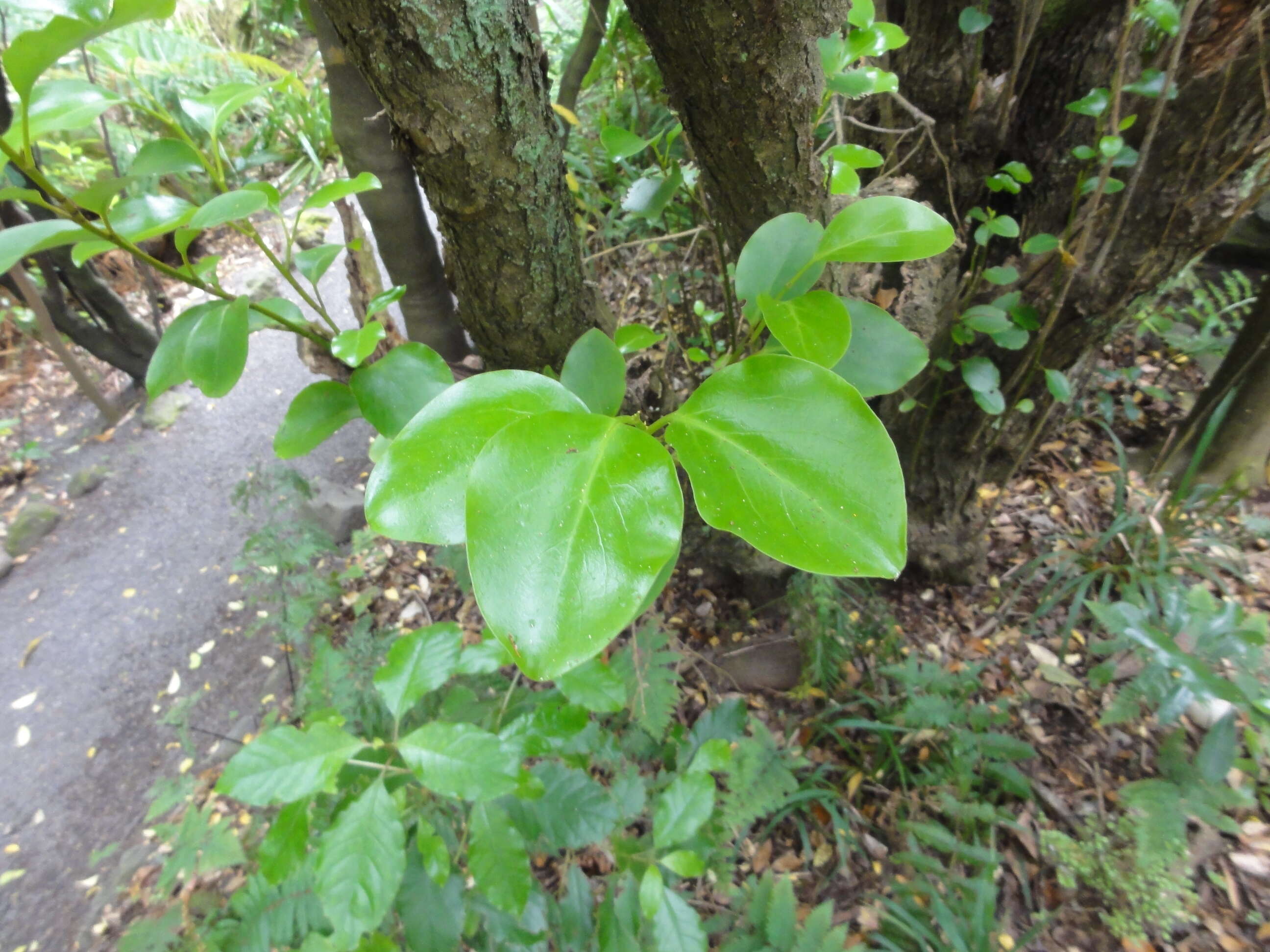 Image of Griselinia littoralis (Raoul) Raoul