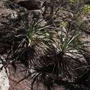 Слика од Yucca rupicola Scheele