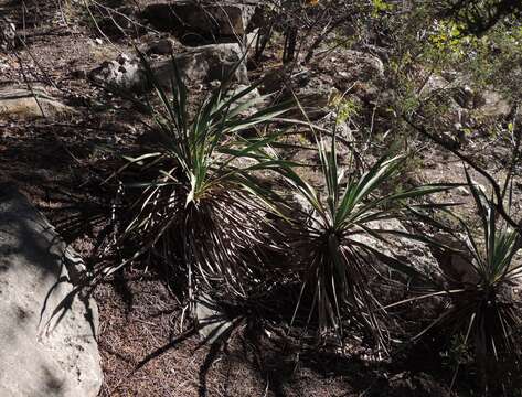 Image of Texas yucca