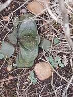 Image of Gasteria nitida (Salm-Dyck) Haw.