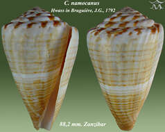 Image of namocanus cone