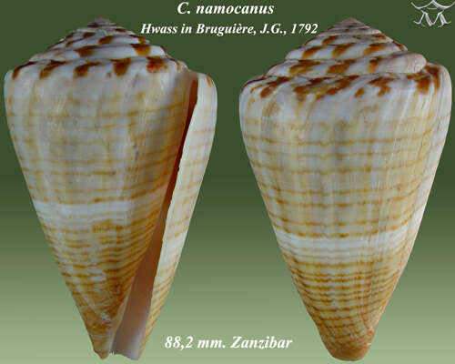 Image of namocanus cone